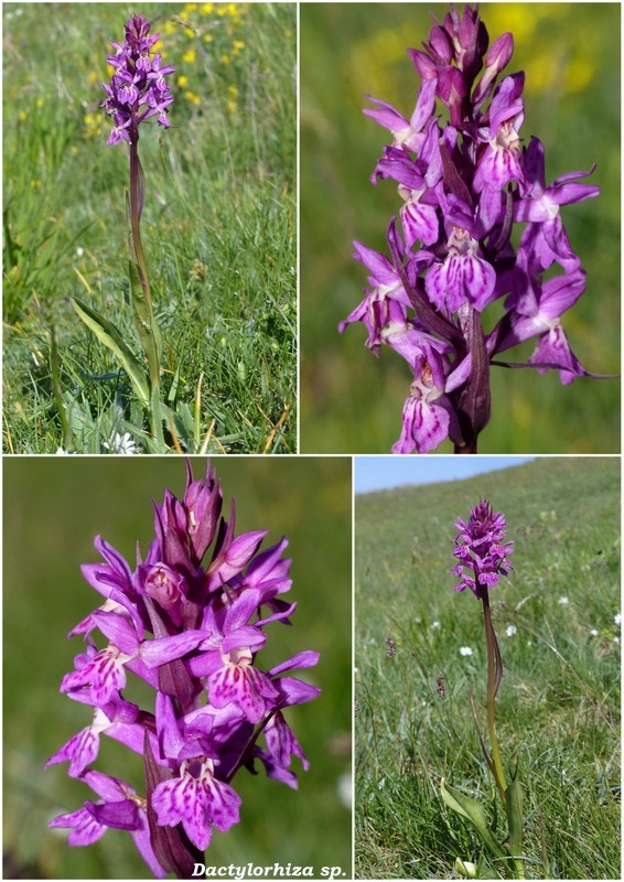 Monte Doro e Cima della Laghetta, le orchidee e i loro ambienti - luglio 2025.